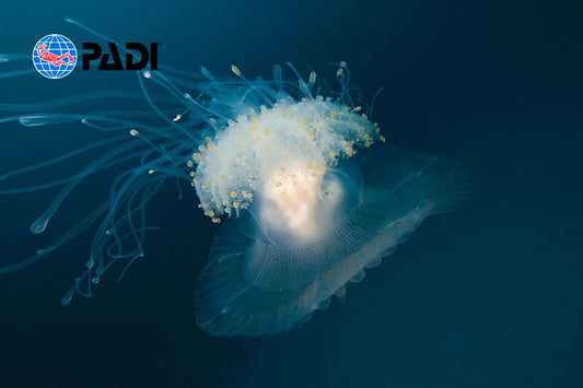PADI Digital Underwater Photographer course online